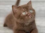 Elias Cattery New Litter - Scottish Straight Kitten For Sale - 
