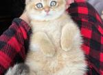 Scotty - British Shorthair Cat For Sale - Nashville, TN, US