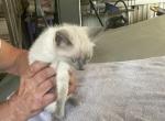 Blue point with Orange Collar - Siamese Cat For Sale - Inglis, FL, US