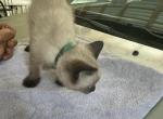 Green Collar - Siamese Cat For Sale - Inglis, FL, US