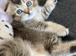 Scottish fold chocolate creamy female - Scottish Fold Cat For Sale - Houston, TX, US