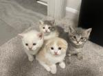 Scottish Fold and straight Kittens - Scottish Fold Cat For Sale - Auburn, WA, US