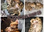 The Honeymooners 4 - Bengal Cat For Sale - Bronx, NY, US