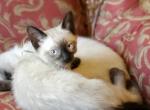 Adorable Siamese Kittens - Siamese Cat For Sale - Ypsilanti, MI, US