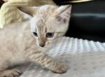 Roland - Bengal Cat For Sale - Miami, FL, US