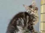 Universe - Maine Coon Cat For Sale - Miami, FL, US