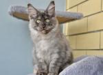 Ultimatum - Maine Coon Cat For Sale - Miami, FL, US