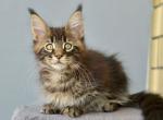 Uranium - Maine Coon Cat For Sale - Miami, FL, US