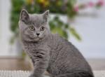 Joker - British Shorthair Cat For Sale - Miami, FL, US