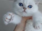 Doremi - British Shorthair Cat For Sale - Fort Wayne, IN, US