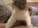 Scottish Straight female - Scottish Fold Cat For Sale - Orlando, FL, US