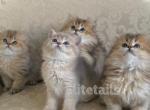 British long haired kittens - British Shorthair Cat For Sale - Thornton, CO, US