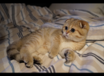 Teleposha - Scottish Fold Cat For Sale - San Mateo, CA, US