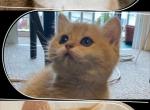 British shorthair kitten for sale - British Shorthair Cat For Sale - Staten Island, NY, US