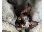 Ollie - Devon Rex Cat For Sale - Williamsburg, VA, US