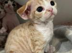 No name yet - Devon Rex Cat For Sale - Philadelphia, PA, US