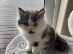 LITTLE MOONSHINE - Munchkin Cat For Sale - Brookings, OR, US