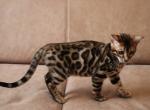 Marseilles - Bengal Cat For Sale - Miami, FL, US