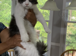 Panda - Maine Coon Cat For Sale - Acworth, GA, US