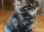 Vesta - Maine Coon Cat For Sale - Union City, NJ, US