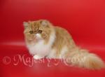 Jasmine - Persian Cat For Sale - Yucca Valley, CA, US