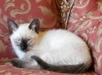 Siamese kittens - Siamese Cat For Sale - Ypsilanti, MI, US