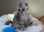 White and Grey Scottish Fold Kitten - Scottish Fold Cat For Sale - Los Angeles, CA, US