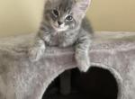 Bella - Siberian Cat For Sale - Hingham, MA, US