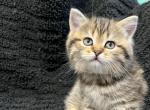 Black Spotted Tabby Scottish Fold Straight Girl - Scottish Fold Cat For Sale - Odessa, FL, US