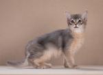 Yardena Somali - Abyssinian Cat For Sale - Norwalk, CT, US