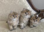 British kittens - British Shorthair Cat For Sale - Thornton, CO, US