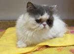 LITTLE BLUE ANGEL - Minuet Cat For Sale/Service - Brookings, OR, US