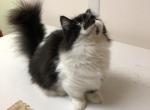 LITTLE THADDEUS - Munchkin Kitten For Sale