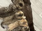 Scottish fold litter of 6 newborn kittens - Scottish Fold Cat For Sale - Odessa, FL, US