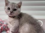 Jack - British Shorthair Cat For Sale - Sunnyvale, CA, US