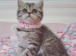 LeeLee female - British Shorthair Cat For Sale - Sunnyvale, CA, US