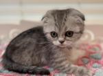 Lola female - Scottish Fold Cat For Sale - Sunnyvale, CA, US