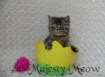 Tabitha - Exotic Cat For Sale - Yucca Valley, CA, US