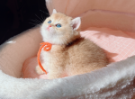 fendi - British Shorthair Cat For Sale - Staten Island, NY, US