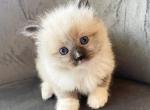 Bear - Ragdoll Cat For Sale - Elizabeth, NJ, US