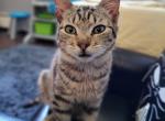 Lion O & Catchra - American Shorthair Cat For Adoption - Aquebogue, NY, US