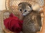 Lia - Scottish Fold Cat For Sale - Philadelphia, PA, US