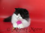 Dior - Persian Cat For Sale - Yucca Valley, CA, US