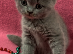British Shorthair Blue Female Read to go home - British Shorthair Cat For Sale - 