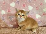 Zoe - British Shorthair Cat For Sale - New York, NY, US