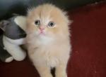 Hunter - Scottish Fold Cat For Sale - New York, NY, US