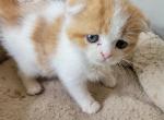 Gus - Scottish Fold Cat For Sale - New York, NY, US