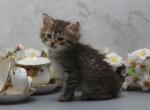 Boston of Romanov Dynasty - Siberian Cat For Sale - Ashburn, VA, US