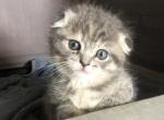 Faith - Scottish Fold Cat For Sale - Denver, CO, US