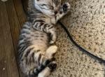 Bengal litter 3 - Bengal Cat For Sale - Denver, CO, US